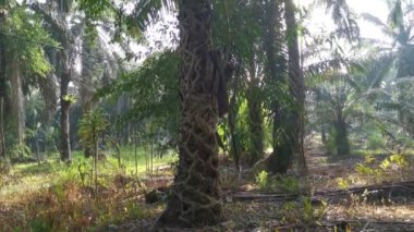 Ficus microcarpa kökü palmiye gövdesinde sürünüyor..