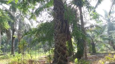 Ficus microcarpa kökü palmiye gövdesinde sürünüyor..
