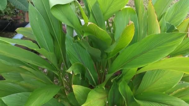 Curcuma Longa Растение Растет Дороге — стоковое видео