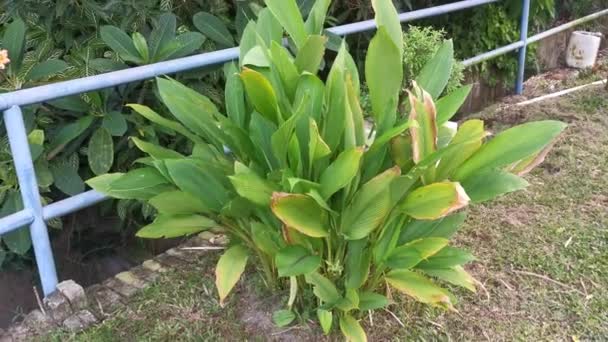 Curcuma Longa Plant Growing Roadsie — 图库视频影像