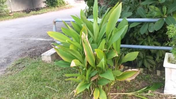 Curcuma Longa Plant Growing Roadsie — Stock video