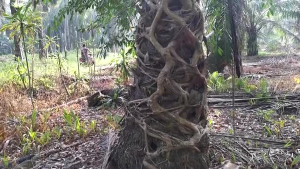 Ficus Microcarpa Radice Strisciante Intorno Tronco Della Palma — Video Stock