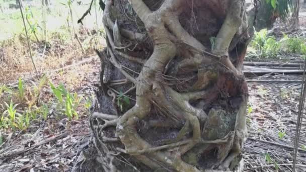 Ficus Microcarpa Wurzel Kriecht Den Palmenstamm — Stockvideo