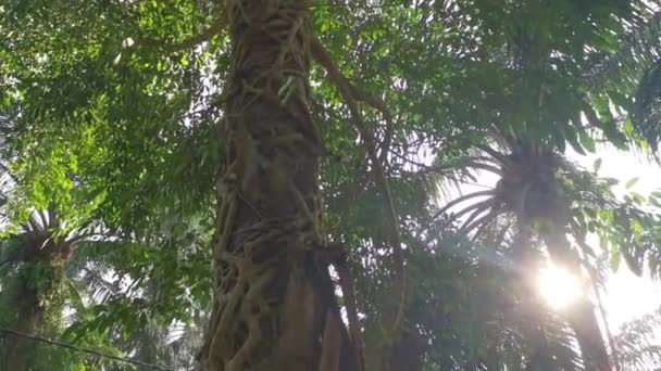 Ficus Microcarpa Wurzel Kriecht Den Palmenstamm — Stockvideo