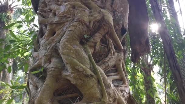 Korzeń Ficus Microcarpa Czołgający Się Wokół Pnia Palmy — Wideo stockowe