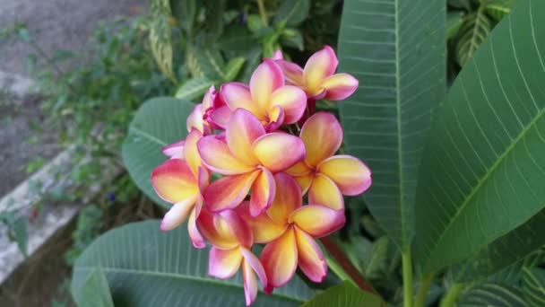 Yellow Red Pink Magenta Color Plumeria Flower — Stock video