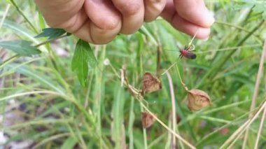 Dysdercus singulatus böcekleri yabani otların üzerinde.