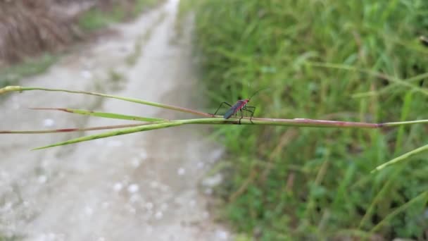Dysdercus Cingulatus Bugs Wild Grass — 비디오