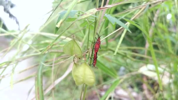 Dysdercus Cingulatus Bugs Wild Grass — стоковое видео