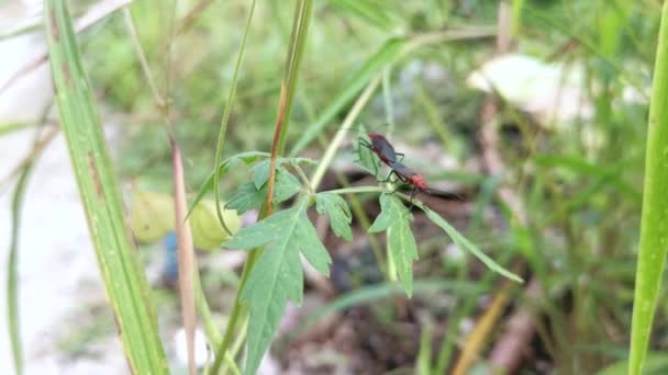 Les Insectes Dysdercus Cingulatus Sur Herbe Sauvage — Video