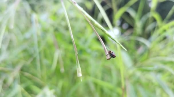 Clusterfly Resting Blade Grass — Vídeos de Stock