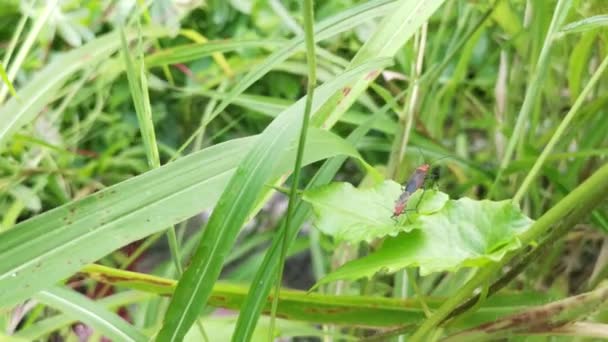 Los Insectos Dysdercus Cingulatus Hierba Silvestre — Vídeos de Stock