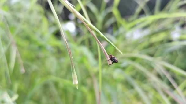 Clusterfly Resting Blade Grass — Vídeos de Stock