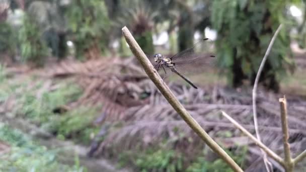 Libelle Sitzt Auf Dem Getrockneten Zweig — Stockvideo