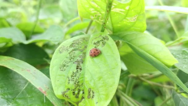 Epilachna Argus Ladybug Festing Green Leaves — Stockvideo