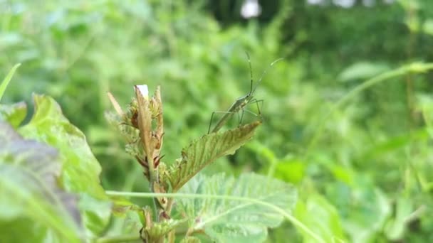 Green Rice Earheaded Bug Standing Weed Stem — Stock video