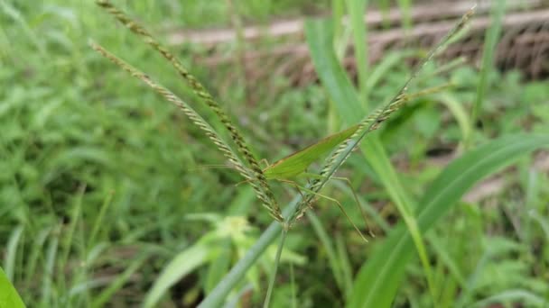 Katydid Vert Reposant Branche Herbe Sauvage — Video