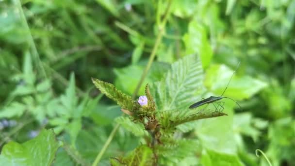 Green Rice Earheaded Bug Standing Weed Stem — Stockvideo