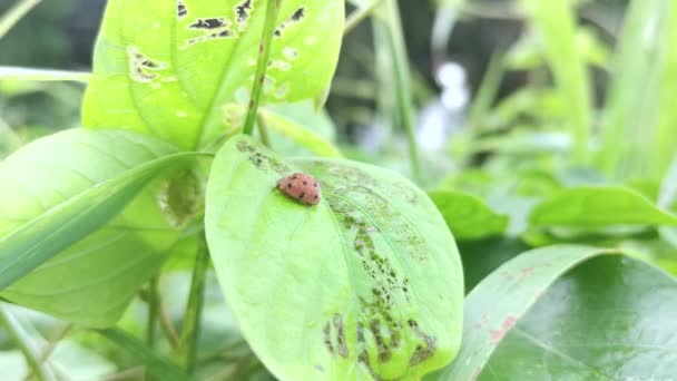 Epilachna Argus Ladybug Festing Green Leaves — Stockvideo