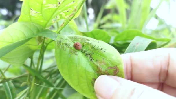 Epilachna Argus Ladybug Festing Green Leaves — 图库视频影像