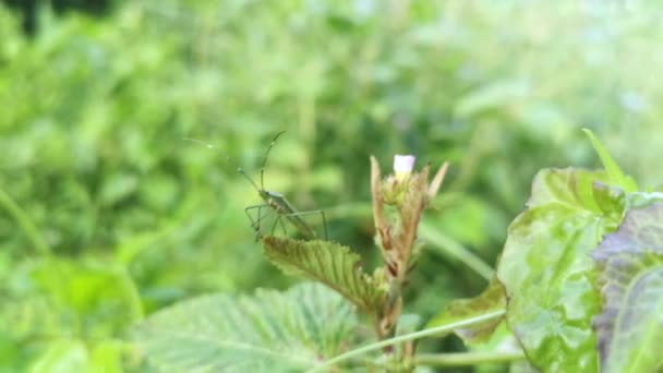 Green Rice Earheaded Bug Standing Weed Stem — Vídeos de Stock