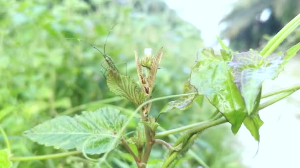 Green Rice Earheaded Bug Standing Weed Stem — Vídeos de Stock