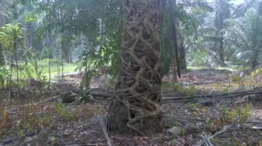 Ficus microcarpa kökü palmiye gövdesinde sürünüyor..