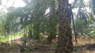 Ficus microcarpa kökü palmiye gövdesinde sürünüyor..