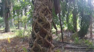 Ficus microcarpa kökü palmiye gövdesinde sürünüyor..
