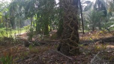 Ficus microcarpa kökü palmiye gövdesinde sürünüyor..