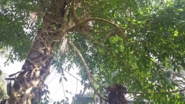 Ficus microcarpa kökü palmiye gövdesinde sürünüyor..