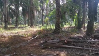 Ficus microcarpa kökü palmiye gövdesinde sürünüyor..