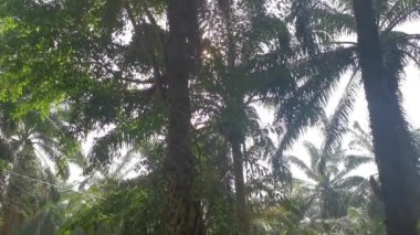 Ficus microcarpa kökü palmiye gövdesinde sürünüyor..