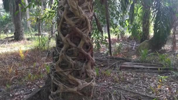 Ficus Microcarpa Root Crawling Palm Trunk — Stok Video
