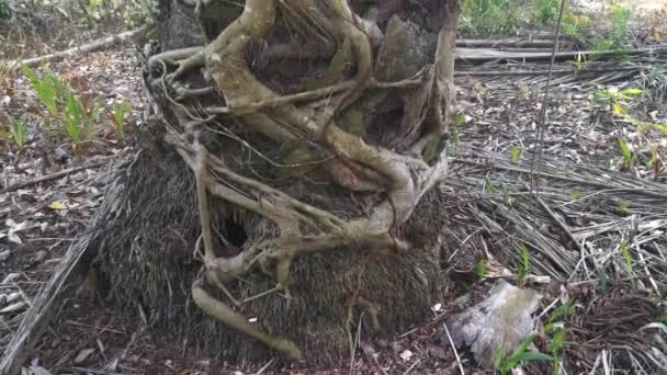 ficus microcarpa root crawling around the palm trunk.