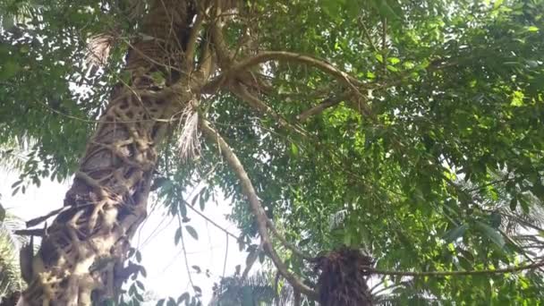 小鱼根爬行在棕榈树干周围 — 图库视频影像