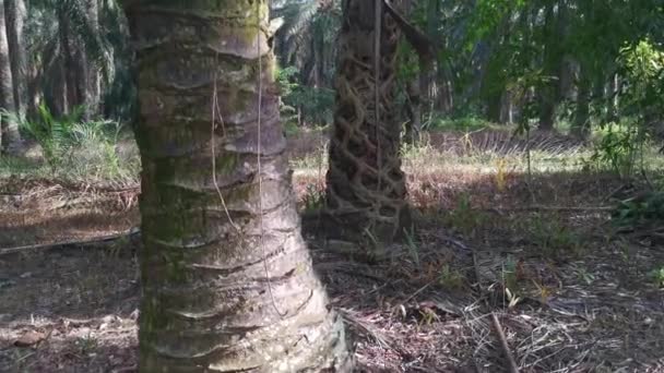 Ficus Microcarpa Wortel Kruipen Rond Palm Stam — Stockvideo