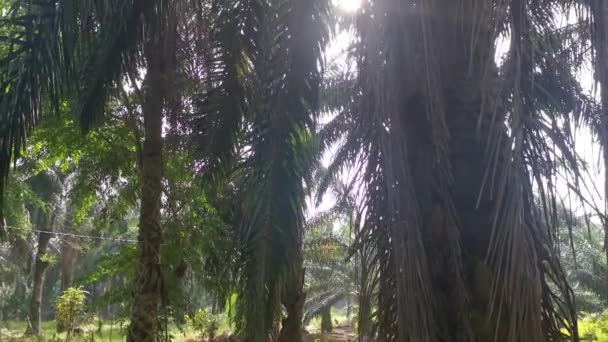 Ficus Microcarpa Wurzel Kriecht Den Palmenstamm — Stockvideo