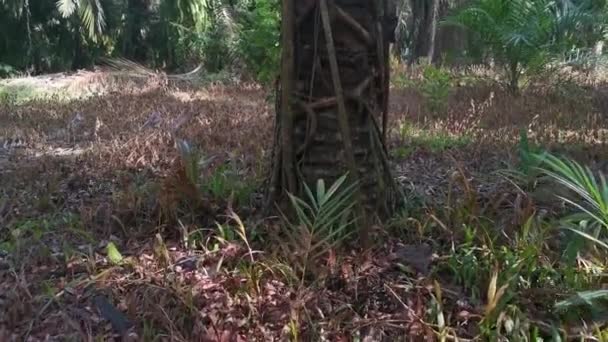 Ficus Microcarpa Rastejando Torno Tronco Palma — Vídeo de Stock