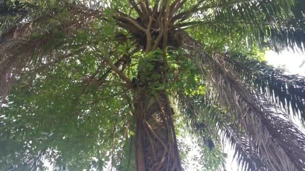 Ficus Microcarpa Radice Strisciante Intorno Tronco Della Palma — Video Stock