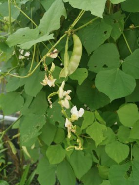 Beyaz labrador sebze asmasına tırmanıyor..