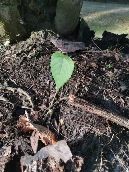一つの植物が土の上から発芽し — ストック写真