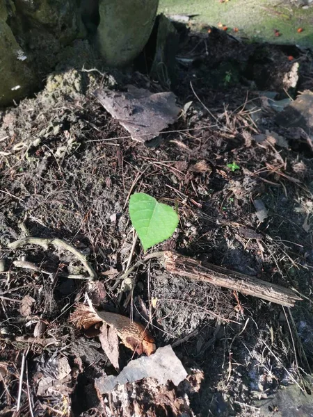 Planta Única Que Brota Del Suelo Suciedad — Foto de Stock