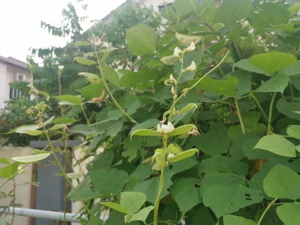 White Lablab Climbing Vegetable Vine Plant — Stock Photo, Image