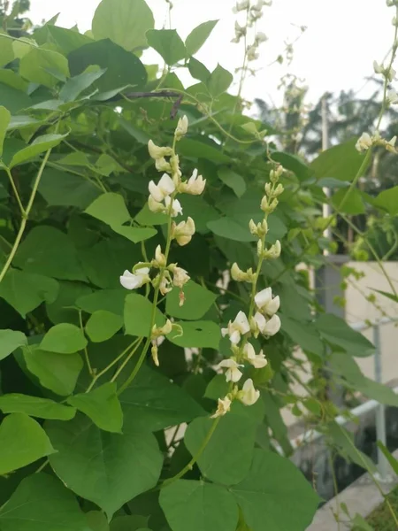 Blanc Lablab Escalade Plante Vigne Végétale — Photo