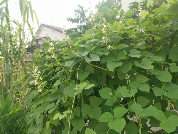 Blanc Lablab Escalade Plante Vigne Végétale — Photo