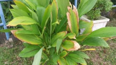 Yol kenarında büyüyen Curcuma longa bitkisi.