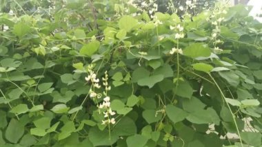 Beyaz labrador sebze asmasına tırmanıyor..