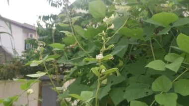 Beyaz labrador sebze asmasına tırmanıyor..