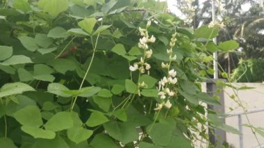 Beyaz labrador sebze asmasına tırmanıyor..